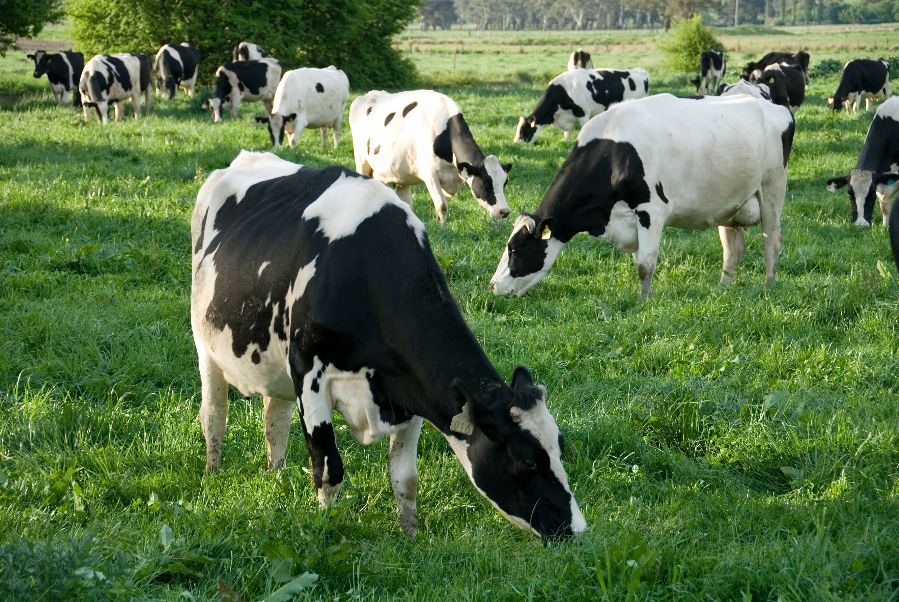 Dairy cows grazing